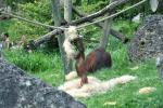 2013 07 06 beauval 128